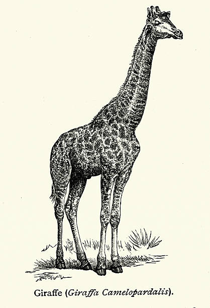 Wildlife, Safari animals, Nubian giraffe, Giraffa camelopardalis,  also known as Baringo giraffe or Ugandan giraffe, Vintage illustration, 19th Century, Victorian