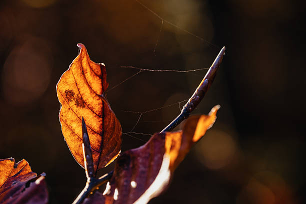 Close-up of autumn leaves in the forest of the Lower Taunus Mountains