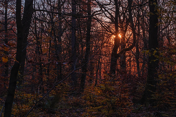 istock Autumn in the Taunus Mountains 2246175325