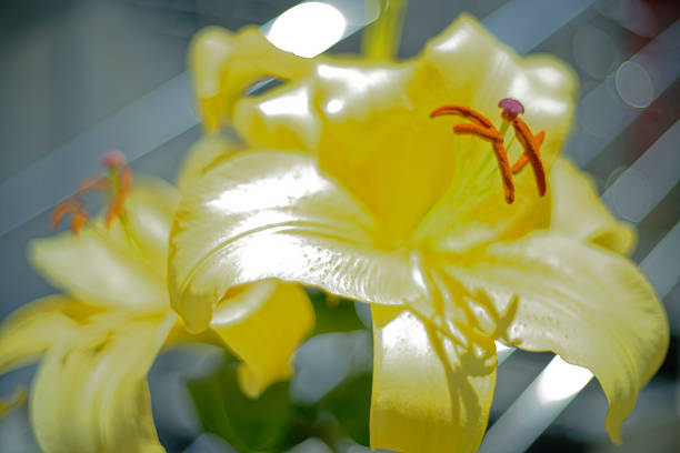 A rich yellow lily flower with open petals fills the entire frame, showcasing the beauty and complexity of its structure. A small black insect is visible in the center, which adds natural dynamics.