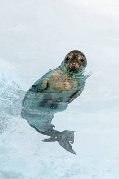 Harp seals are about 5 feet long, weigh about 260 to 300 pounds, and have a robust body with a small, flat head. They have a narrow snout and eight pairs of teeth in both the upper and lower jaws.
