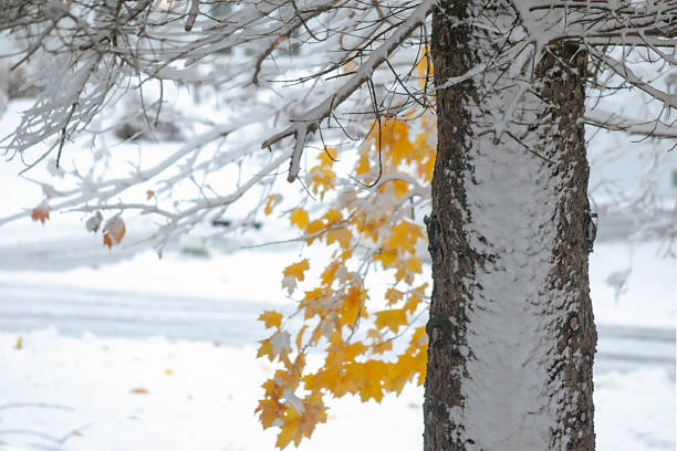 Close-up view of a tree trunk covered in fresh snow with golden autumn leaves still clinging to the branches in Quebec, Canada. The image beautifully captures the fleeting moment between fall and winter, symbolizing transition, resilience, and natural contrast.