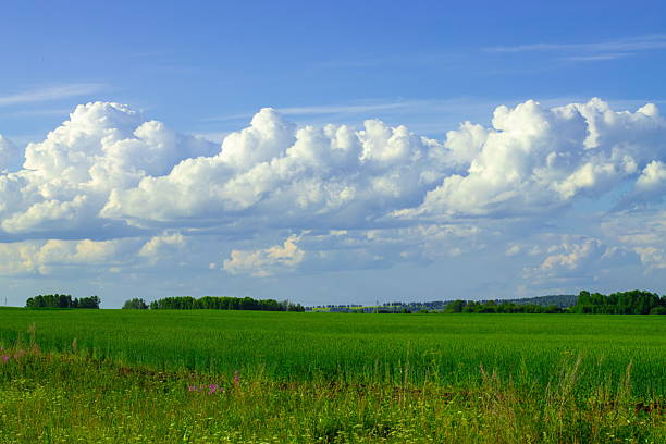 A lush green field stretches toward the horizon, highlighted by white fluffy clouds against a clear blue sky. The scene evokes a calm and peaceful atmosphere in nature.