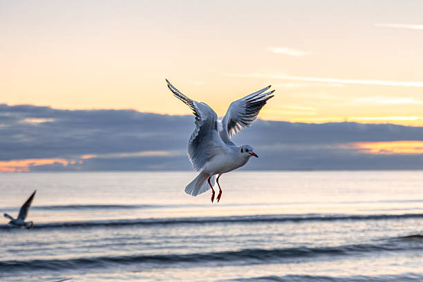 istock Seagull in morning sea light. Harmony of motion. 2246177029