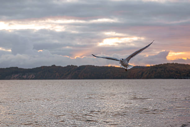 A lone seagull soars above the calm sea under warm sunset light, surrounded by golden reflections and a peaceful evening horizon.