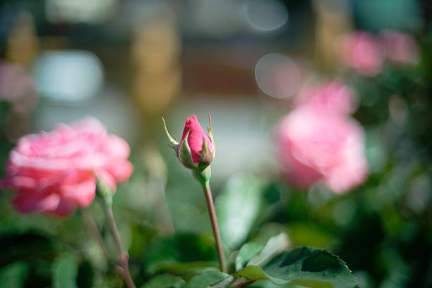 Pink roses in full bloom with soft background