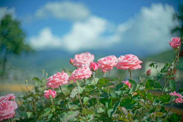 Pink roses in full bloom with soft background