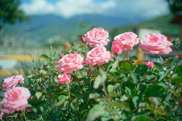 istock Pink roses in full bloom with soft background 2246177580