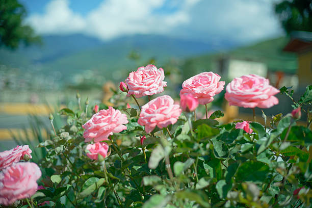 Pink roses in full bloom with soft background