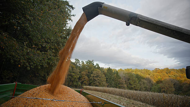 Corn kernels pouring from a chute into a trailer on sprawling farmland during autumn. The vibrant landscape features golden foliage and cultivated fields, creating an atmosphere of productive harvest amidst nature's seasonal transition.