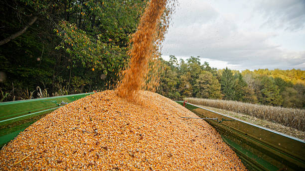 Corn kernels cascading into a trailer on expansive farmland, surrounded by vibrant autumn foliage and forested landscape, as the harvest process unfolds with seasonal colors in the background.