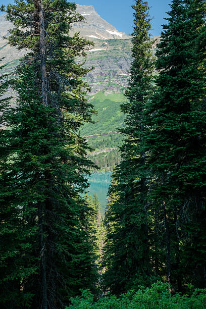 istock Blue Water Of Grinnell Lake Pops Between Pine Trees 2246181317