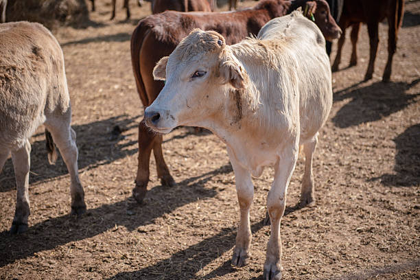 A group of cattle in a dusty, sunlit farm yard. The foreground features a light-colored cow, with other cows in the background. The scene conveys rural farming, livestock, and calm, everyday agricultural life.