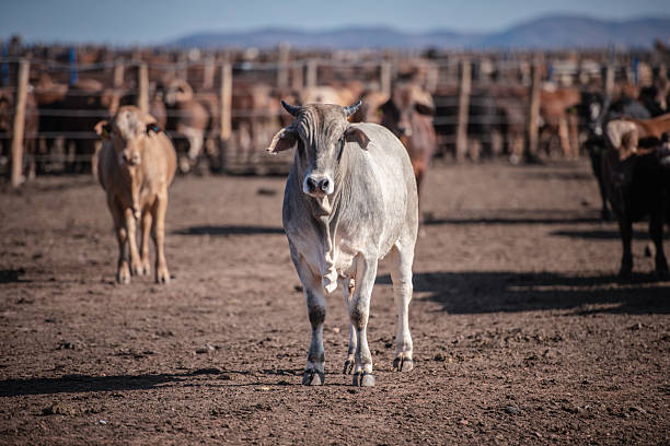 A light gray bull stands in the foreground of a dusty cattle yard, with a large herd in the background. The scene captures rural farm life, livestock, and the calm strength of cattle under clear sky, suggesting farming, ranching, and animal husbandry themes.