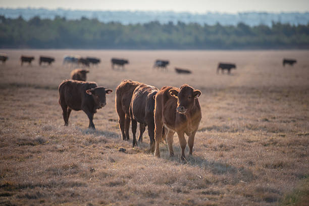 A small herd of brown cattle walks across a dry, sunlit field with a distant tree line. Soft backlighting and shallow depth of field create a tranquil rural mood, highlighting wildlife and farm life in an open landscape.