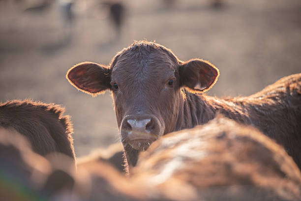 A close-up portrait of a young calf in warm, golden farm light. The calm, curious expression and soft backlit ears create an intimate, rustic mood. Perfect for farm life, livestock, or nature themed projects, conveying innocence, gentleness, and rural welcome.