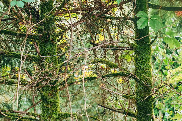 Tree trunk in forest covered with green moss, symbolizing nature, growth, and untouched woodland environment. Selective focus.