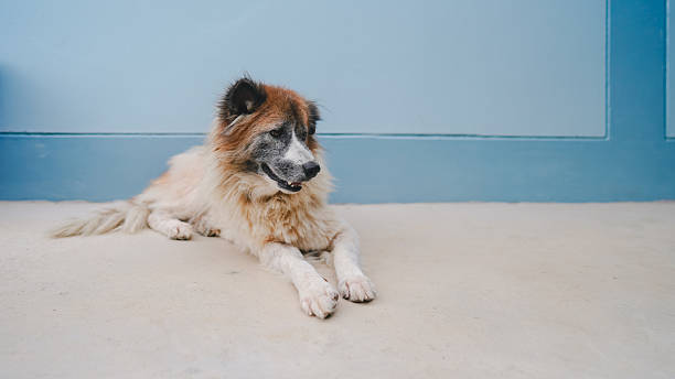 istock Old mixed breed dog lying on a concrete floor against a light blue wall, showing calm and peaceful domestic pet life in an outdoor home setting. 2246184887