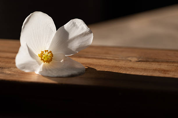 A stunning close-up of a white flower with a yellow center set against lush green foliage in a sunlit garden, evoking serenity and beauty in nature.