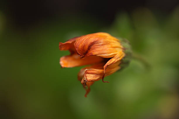 Macro close-up of a fading calendula flower head, also known as pot marigold, with curled orange petals captured against a soft green natural background.