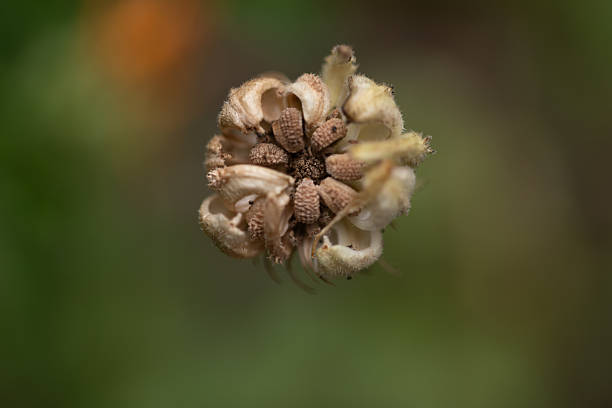 Macro close-up of a calendula seed head, also known as pot marigold, photographed after flowering as the plant forms seeds.