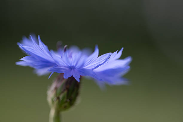 Cornflower 