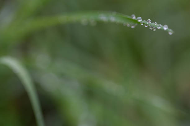 Macro photo of delicate dew drops lined up on a slender grass blade, captured in natural morning light.