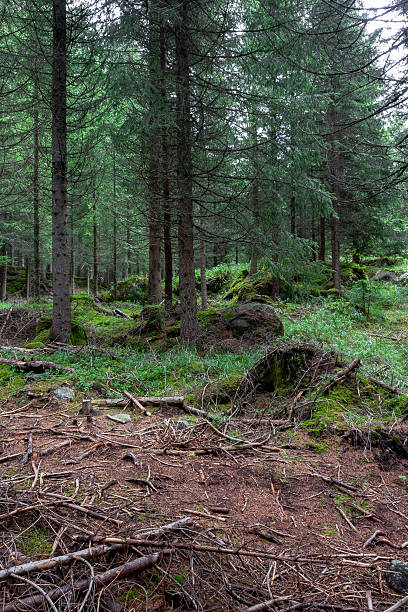 istock forest, pine forest, conifers, Trentino, path, mosses, flora, Italy, vegetation, Alps, trees, trunks, pine cones, undergrowth 2246186209