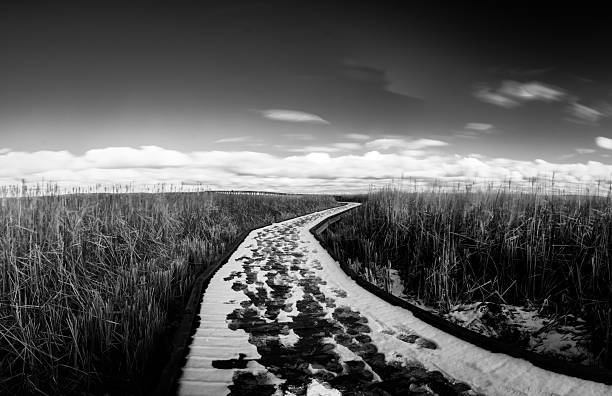 Mono Lake shore path, fall colors.  Mono Lake Tufa State Natural Reserve, California.