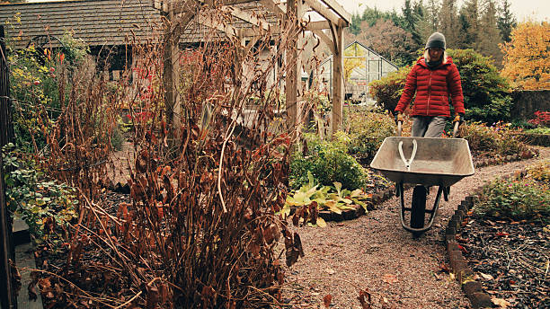 Senior woman tidying and removing old stems and leaves in a sheltered garden in early November.