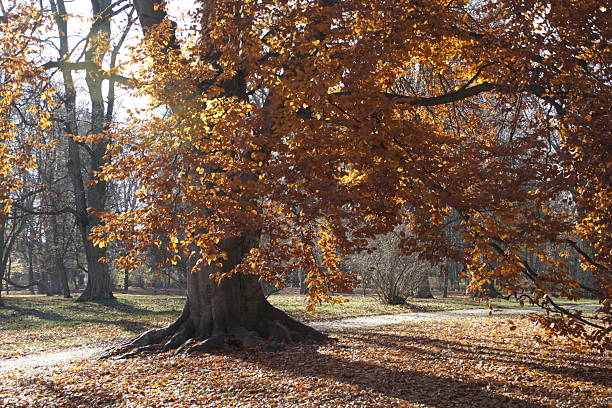 The European beech is a large deciduous tree with a vibrant autumn foliage. A centuries-old plant in the park.
