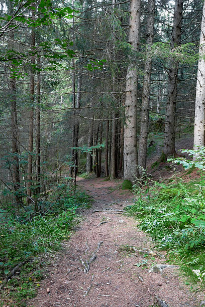 istock forest, pine forest, conifers, Trentino, path, mosses, flora, Italy, vegetation, Alps, trees, trunks, pine cones, undergrowth 2246186812