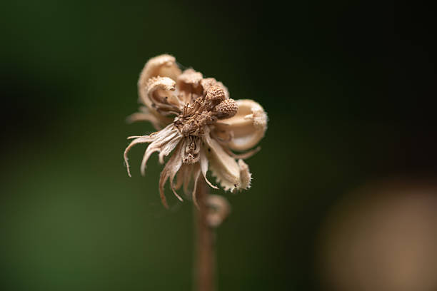 Macro close-up of a dried calendula seed head, also known as pot marigold, captured after flowering as the plant completes its seed formation.