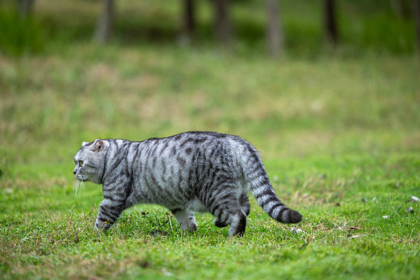 An American shorthair cat is running on the grass in the pet park.