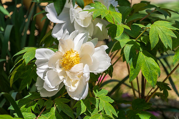 A close-up of a beautiful white peony flower with a yellow center, surrounded by vibrant green leaves under the sunlight.