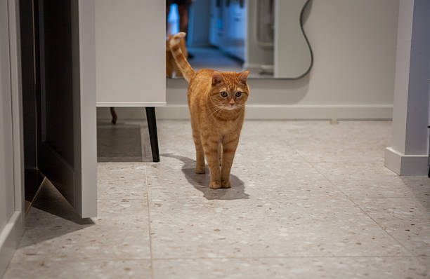 istock An orange cat strolls confidently down a clean, tiled hallway in a contemporary home, exploring its surroundings and enjoying its evening activities 2246188182