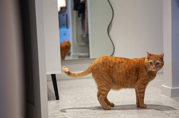 An orange cat stands in a spacious, well-lit hallway, looking back with curiosity. The modern decor and reflections in the mirror create an inviting atmosphere