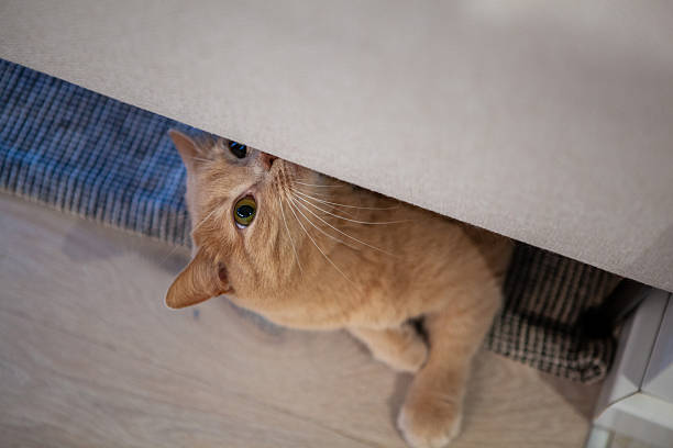 istock A playful orange cat is peeking out from beneath a table, showcasing its expressive eyes and soft fur. The cozy room has wooden flooring and a warm ambiance 2246188340