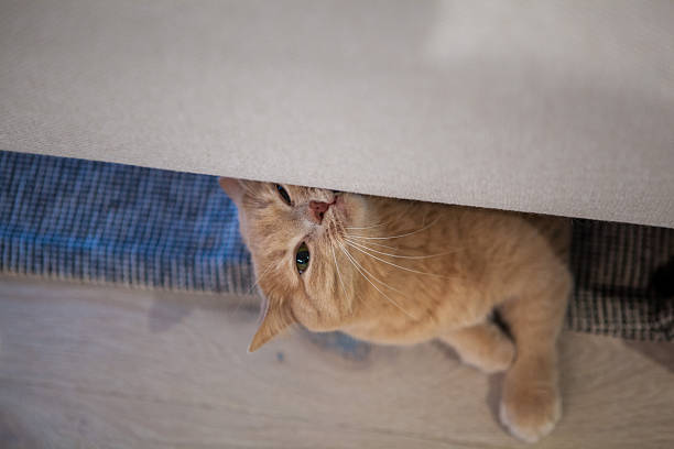 istock A curious orange cat is playfully peeking out from under a table at home. The soft light of day illuminates its fur as it waits for attention or a new adventure 2246188349