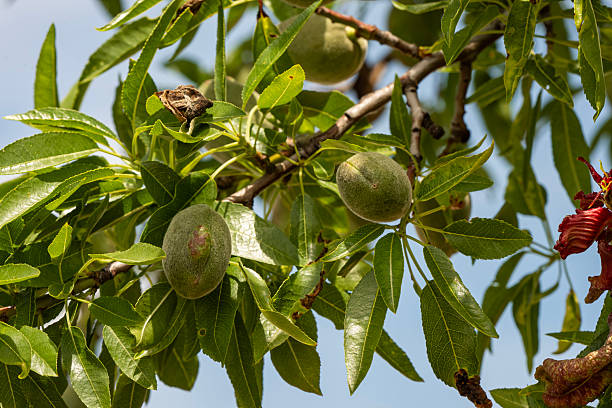 Close-up of almond tree branches with their fruit, fresh almonds growing. Located on a Castilian plain in spring, Nava del Rey. Nava del Rey, Valladolid, Castile and León, Spain - May 22, 2025.