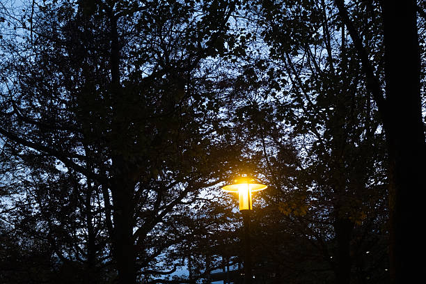 Bright streetlight shining among silhouetted tree branches creating an urban evening atmosphere