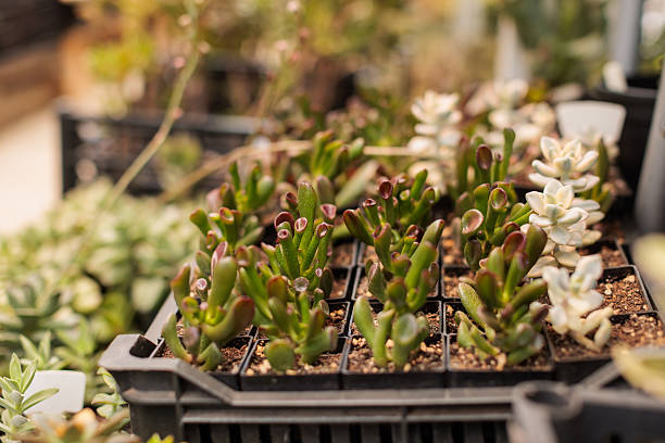 A close-up of young succulent plants growing in nursery trays inside a greenhouse. The image highlights the beauty of plant propagation, sustainable gardening, and the careful cultivation of succulents in controlled environments.