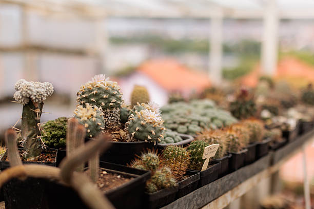 A close-up of various flowering cacti arranged in pots on a greenhouse shelf, with soft natural light illuminating their textures and blooms. The image showcases plant diversity, cactus cultivation, and the delicate beauty of desert flora in controlled growing conditions.