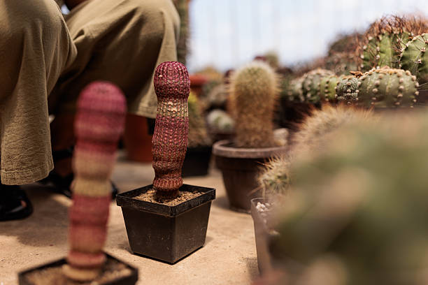 Various cactus in desert 