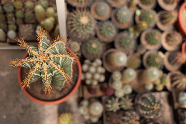 A detailed high angle shot of various cacti in pots, showcasing their unique textures, shapes, and spines. The central plant features striking yellow spines and geometric patterns, representing biodiversity, desert flora, and botanical cultivation in a greenhouse environment.