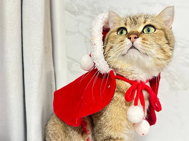 istock Adorable Cat in Festive Red Cape with Santa Hat Posing Against a Neutral Background During Holiday Season Celebration 2246190377
