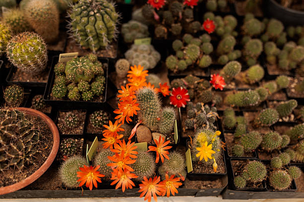 Top view of various small cacti in pots, some beautifully blooming with vivid orange, yellow, and red flowers. The image showcases the diversity and color of desert plants, ideal for illustrating cactus collections, greenhouse cultivation, and botanical beauty in natural light.