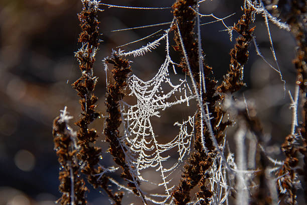 Spider web in frost on dry grass. Selective focus.