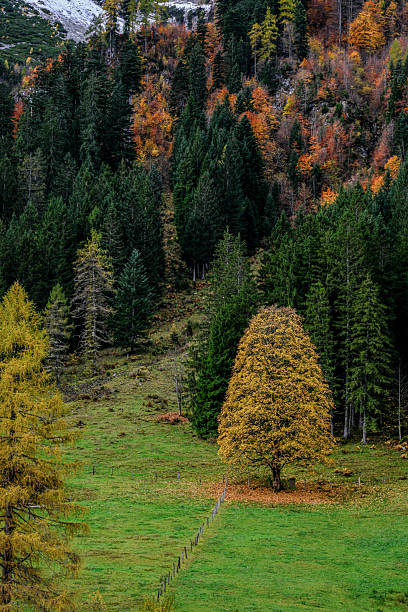 istock By Lake Gosausee in Austria 2246191531