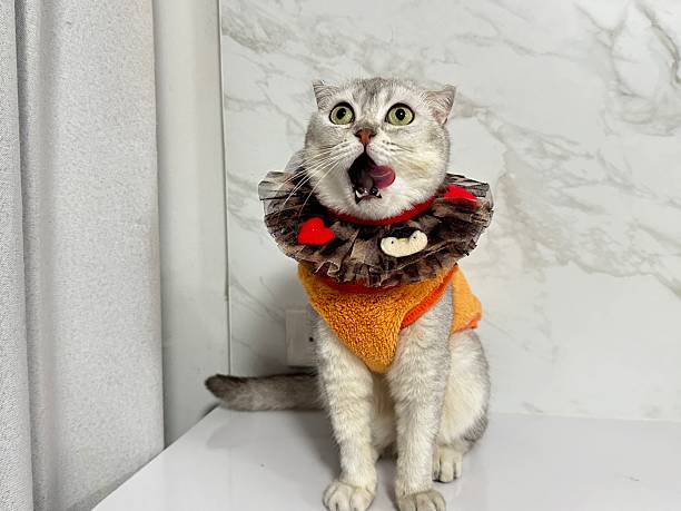 istock Silly Cat with Colorful Collar and Playful Expression in a Bright Indoor Setting 2246191556